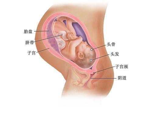 孕宝国际_深圳孕宝国际是正规公司吗_sCx4Z_l1IvG_两步移植法移植两个胚胎成双胞